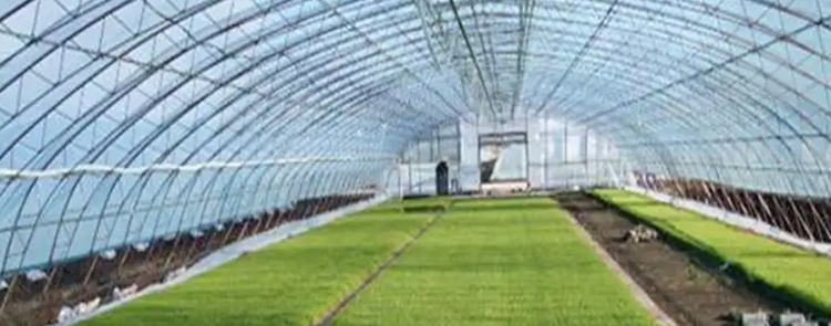 智能玻璃溫室大棚的優(yōu)點(diǎn)有哪些？在農(nóng)業(yè)種植方面如何發(fā)揮優(yōu)勢