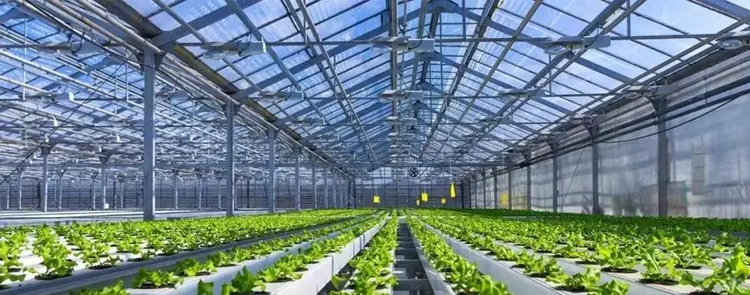 溫室大棚建設(shè)的跨度距離對大棚種植的影響